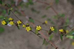 Triumfetta rhomboidea